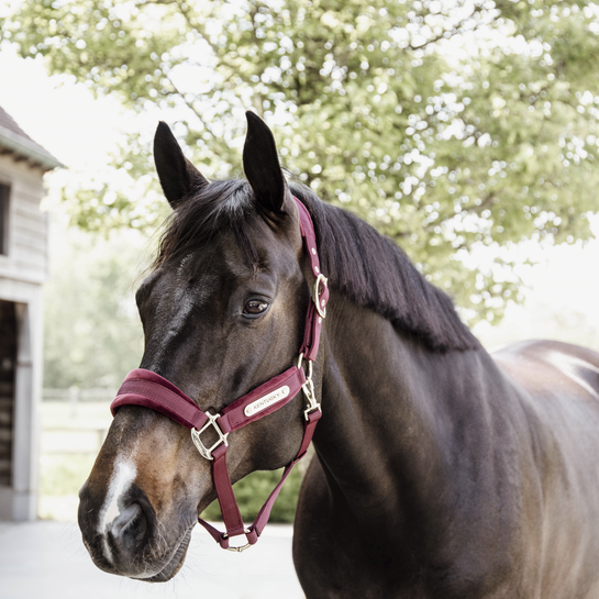 Kentucky Halfter Velvet-bordeaux - 0