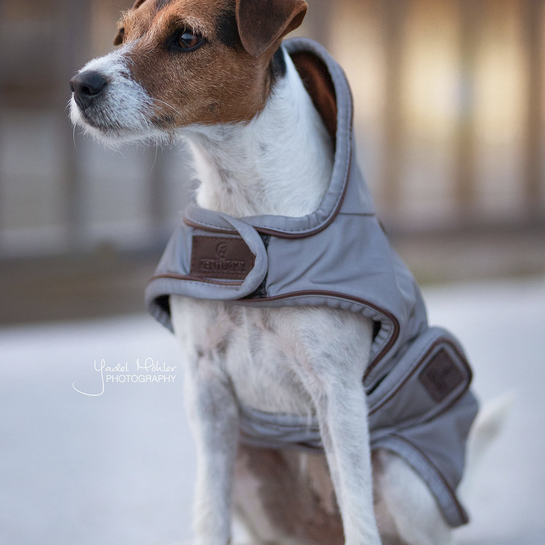 Hundemantel reflektierend & wasserabweisend-silber - 2