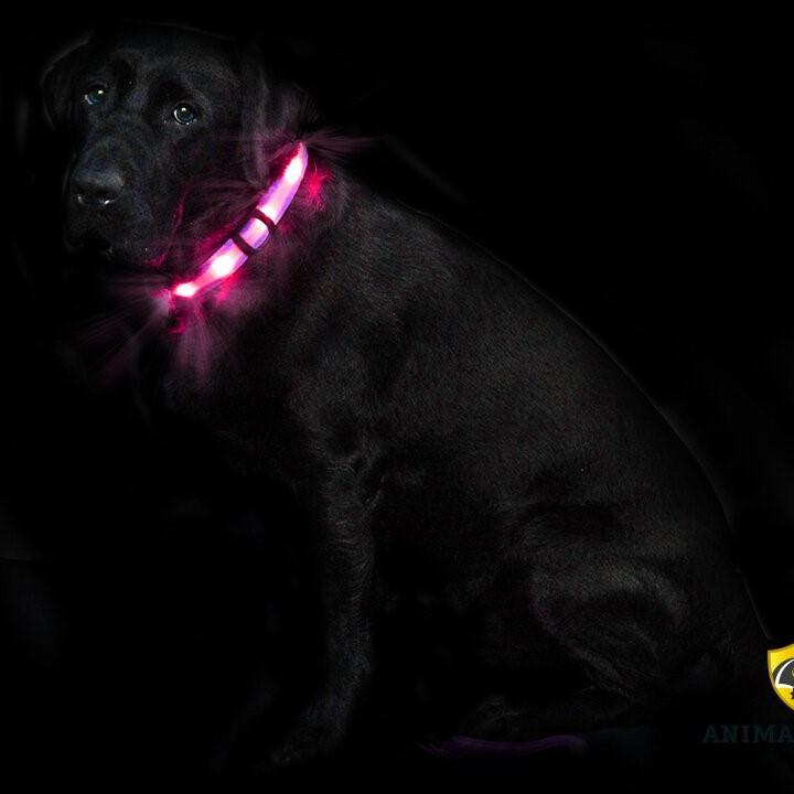 Animal Light Leucht-Halsband Cash1-rosa/pink